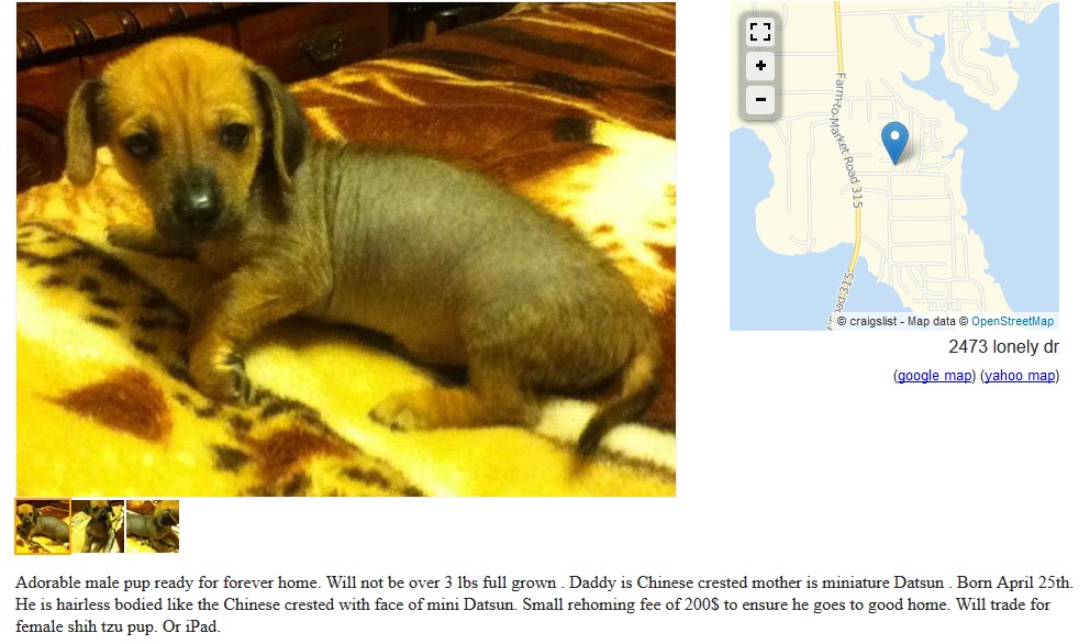 craigslist dog