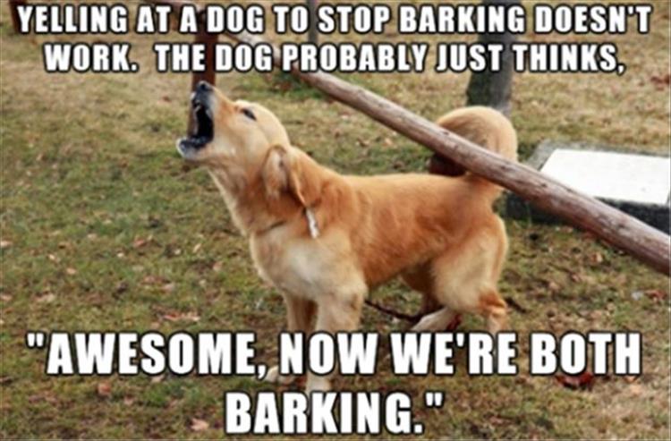 How to Stop Dog Barking