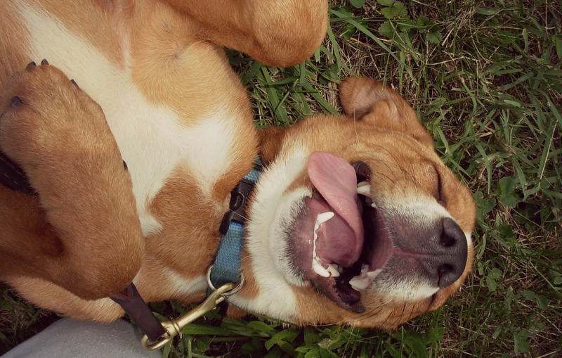 Why do Dogs Love Belly Rubs