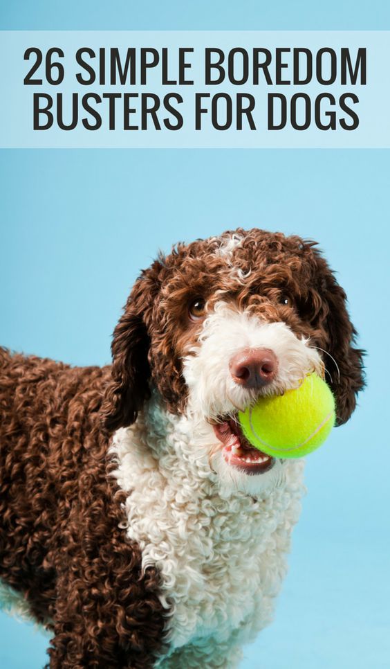 Is Your Dog Bored? Here's 26 Simple Boredom Busters For Dogs.