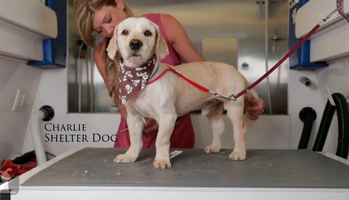 shelter dog makeover