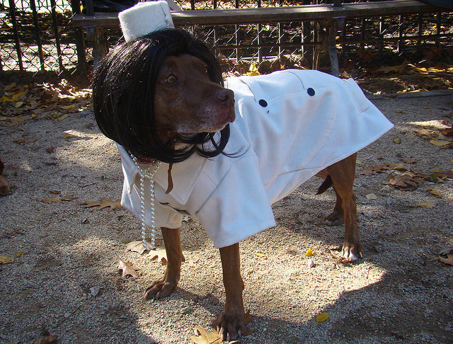 best dog costumes halloween