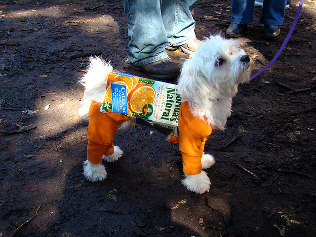 best dog costume halloween