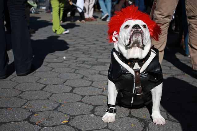 best dog halloween costume