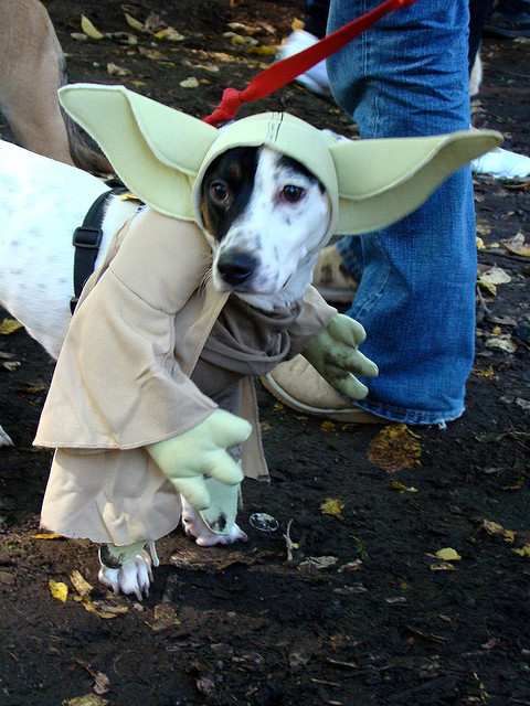 best dog halloween costume