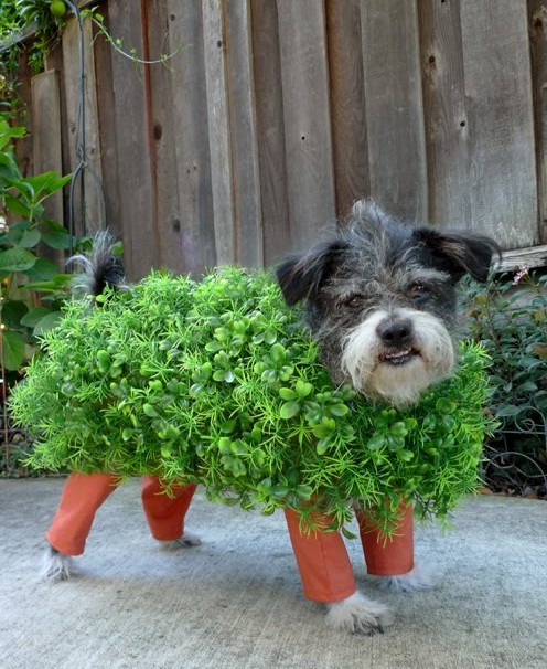 best dog costume halloween