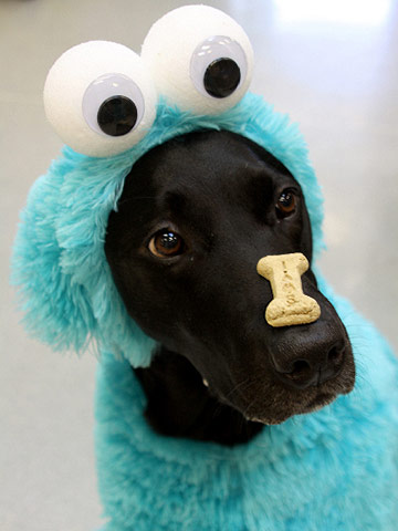 best dog halloween costumes