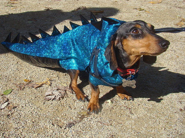 best dog halloween costume