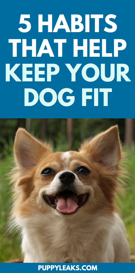 Habits that keep dogs fit