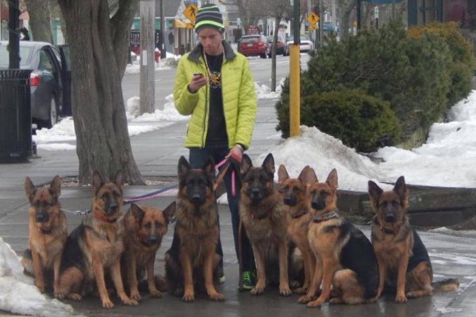 Walking German Shepherds