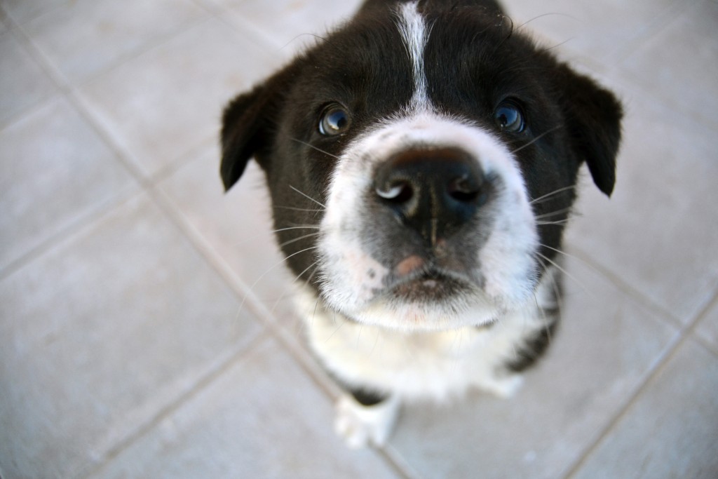 Dog Training Tips I'm Sick of Hearing