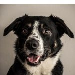 13 Simple Steps to Improve Your Dogs Recall