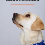 Does your dog have bad manners? Here's how to improve your dogs impulse control and manners.