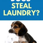 Why do dogs steal laundry?