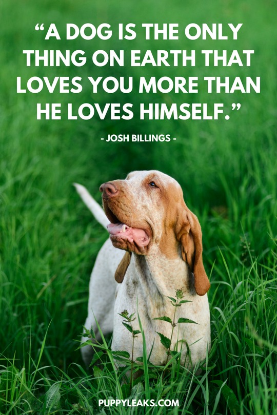 100 Great Quotes About Dogs