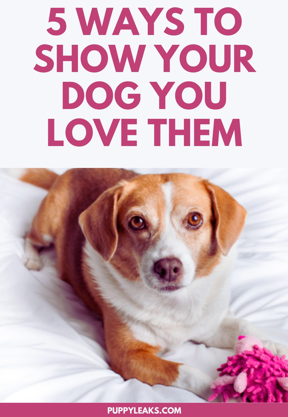 5 Ways to Show Your Dog You Love Them