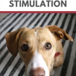 10 Easy Ways to Give Your Dog More Mental Stimulation