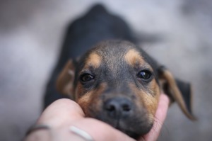 dogs prefer petting study