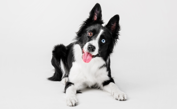 How to Exercise Your Dog On a Rainy Day