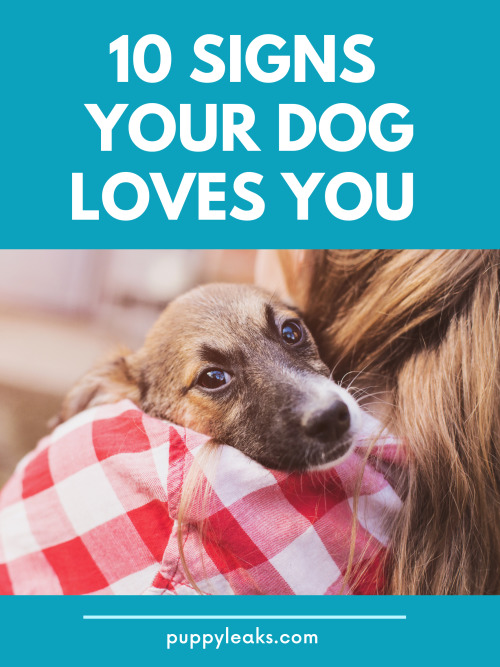 10 Signs Your Dog Loves You