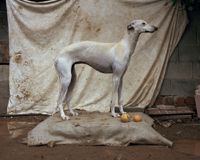 The Story of the Spanish Hunting Dog - A Photography Book