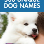 500 Unique Dog Names