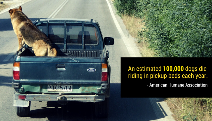 dogs in the back of pickup trucks