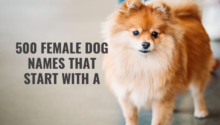 500 Girl Dog Names That Start With The Letter A