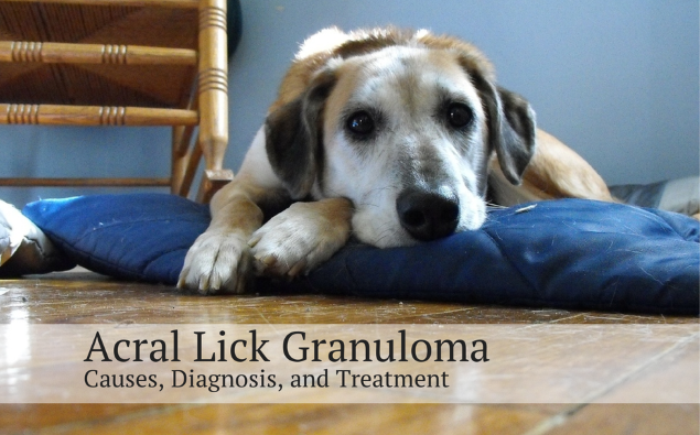 acral lick granuloma