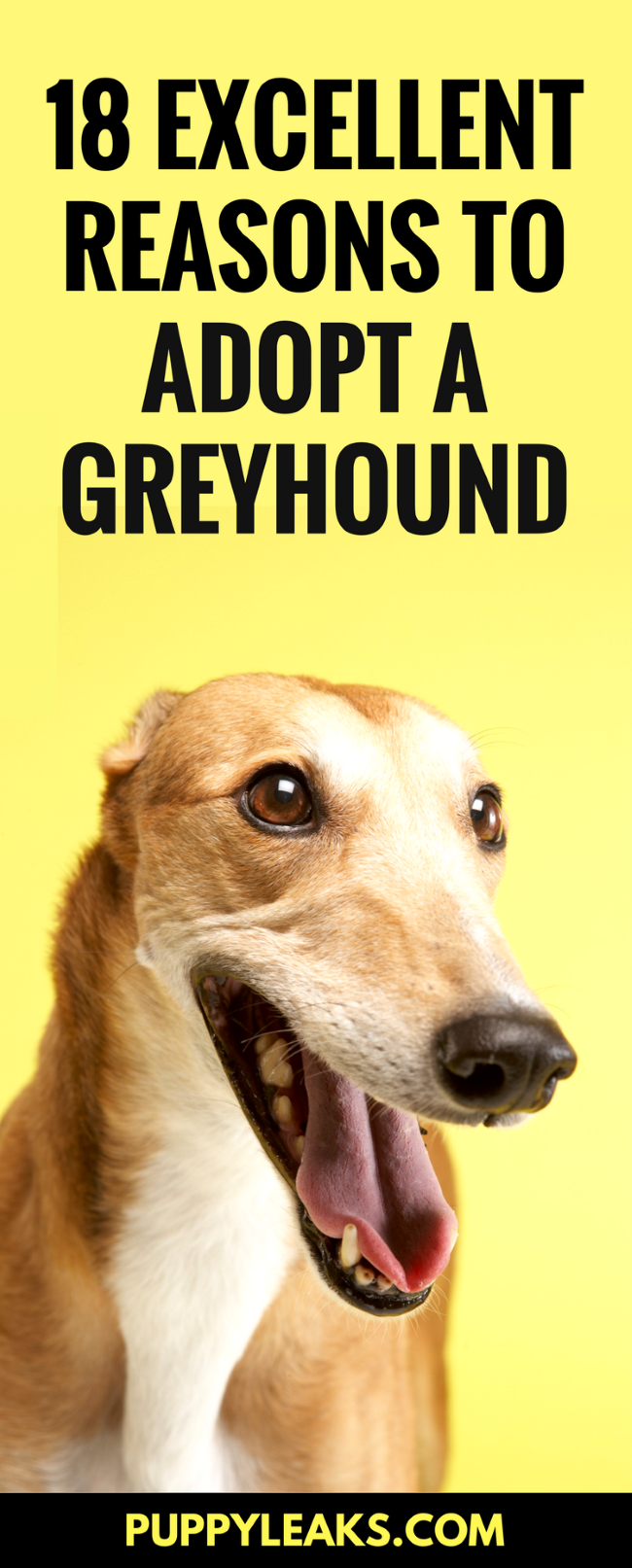 Looking for a laid back dog that's great for apartments? A Greyhound might be the right dog for you.18 Excellent Reasons to Adopt a Greyhound.