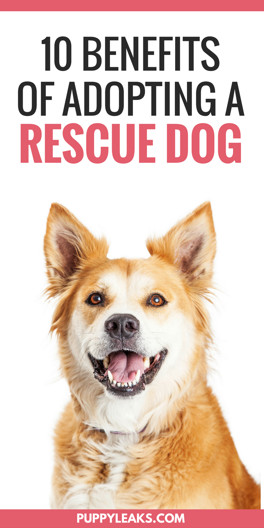 10 Benefits of Adopting a Rescue Dog