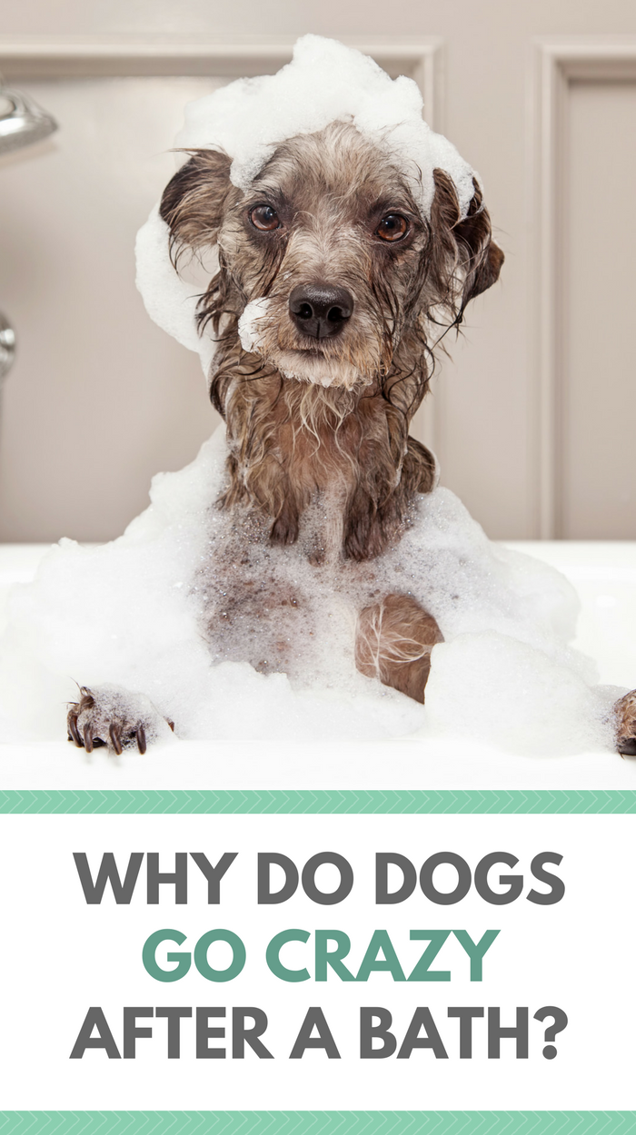 Why Do Dogs Go Crazy After a Bath?