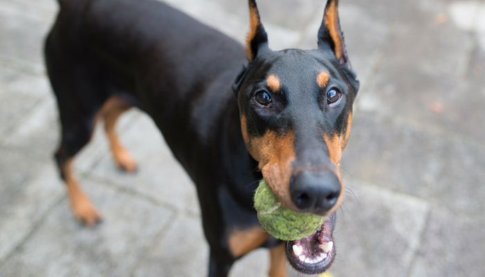 5 Skills You Can Teach Your Dog Through Play