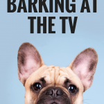 How to Stop Your Dog From Barking at the TV