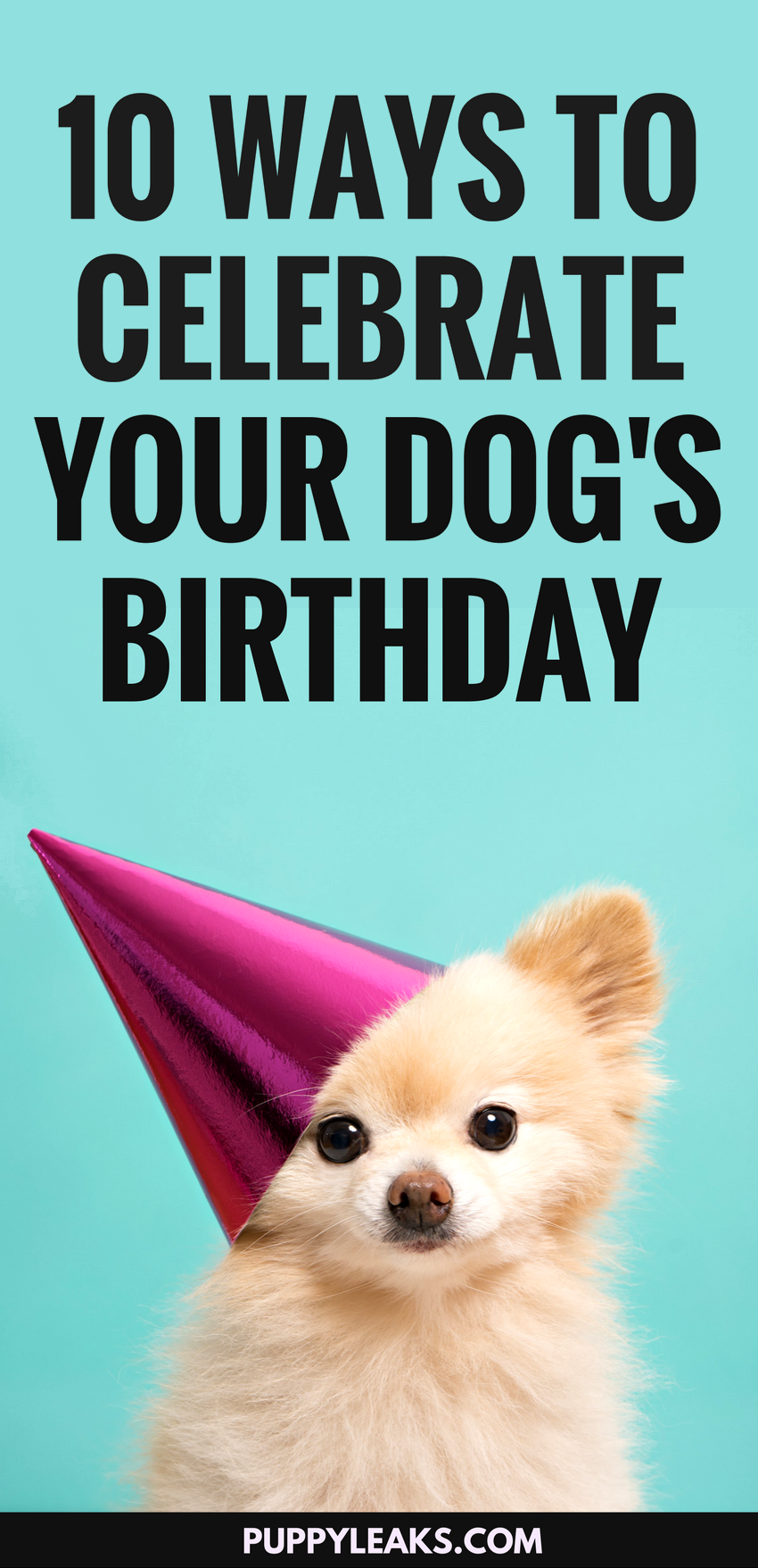 10 Fun Ways to Celebrate Your Dog's Birthday