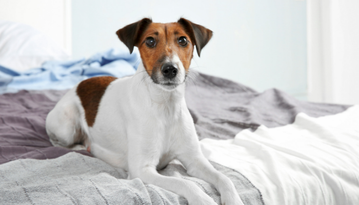 Study Finds Women Sleep Better With a Dog By Their Side