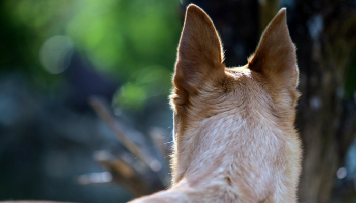 The Science Behind How Dogs Find Their Way Home