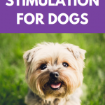 Benefits of mental stimulation for dogs