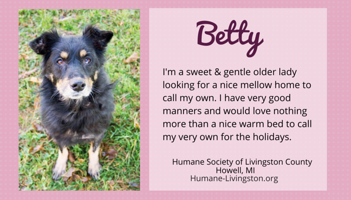 betty adoptable shepherd mix michigan