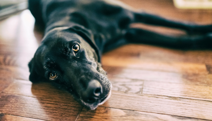 Why Do Dogs Drah Their Butts on the Floor?