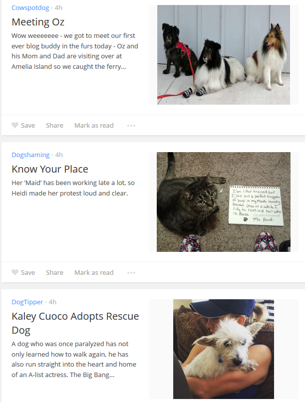 bloglovin dog news