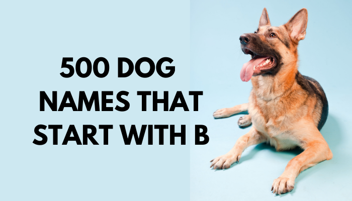 Dog Names That Start With B