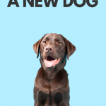 How to bond with a new dog