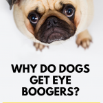 Why Do Dogs Get Eye Boogers