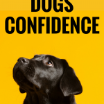 Is your dog shy and fearful around new people and in new situations? You can help by working on some confidence building exercises. Here's 5 ways to boost your dog's confidence. #dogs #dogtraining #dogtips #dogcare #dogadvice