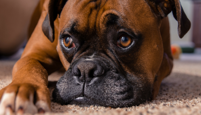 comforting a scared dog