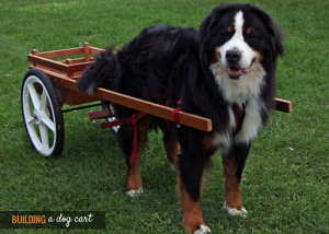 plans to build a dog cart