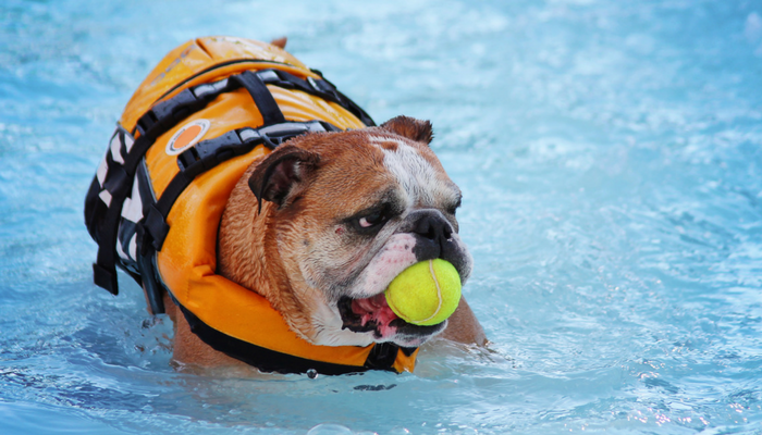 10 Swimming Safety Tips for Dogs