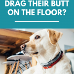 Why do dogs drag their butt across the floor?