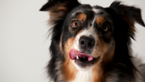 carrots make great dog treats